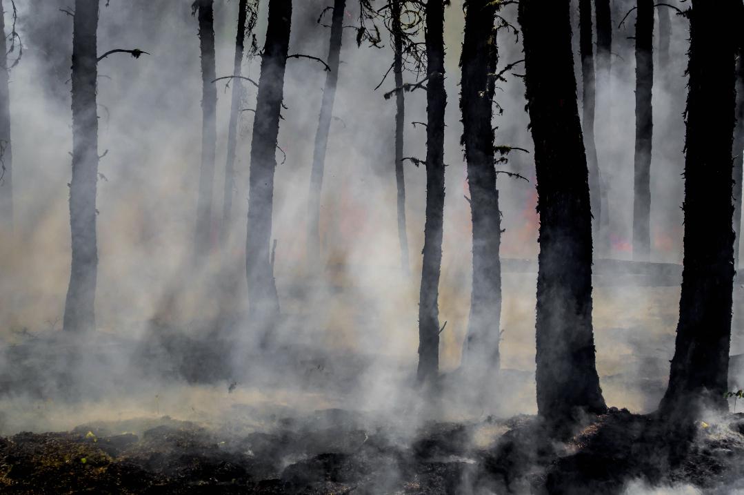 forest fire