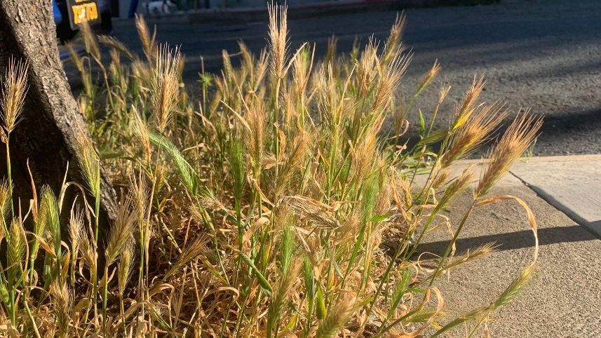 Foxtails