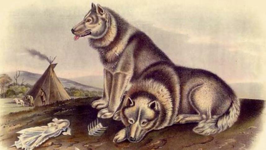 Ancient dog