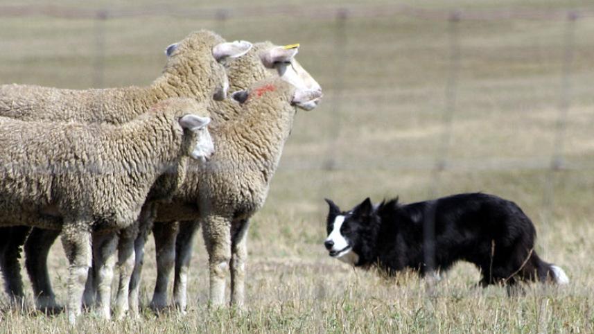 Sheep dog