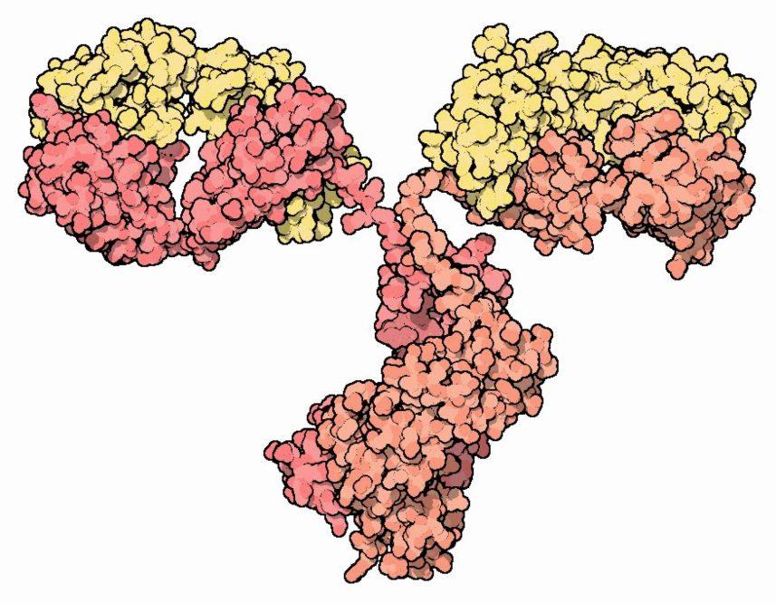 Antibody illustration