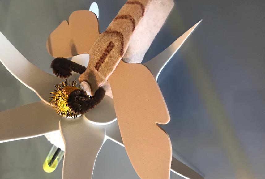 pollinators on the move mutualistic moth