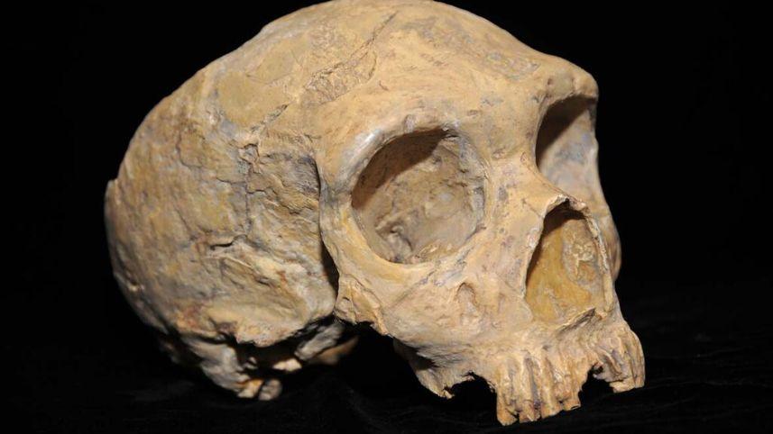 Neanderthal skull from Forbes' Quarry, Gibraltar.