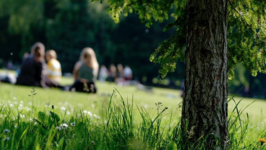 people in a park